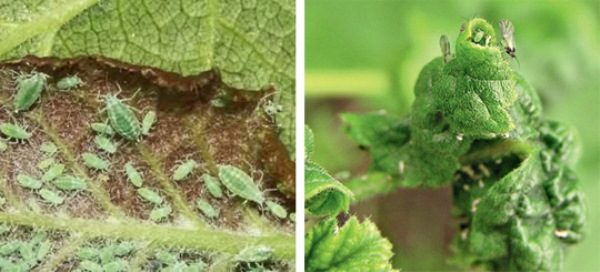  Currant leaves affected by aphids curl up and then die.