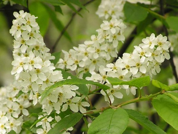  Fiori di ciliegio a metà maggio