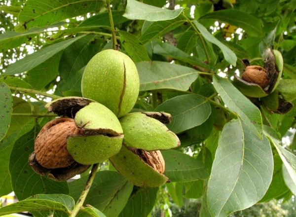 Dónde cultivar, cómo plantar y cuidar las nueces, métodos de reproducción de árboles