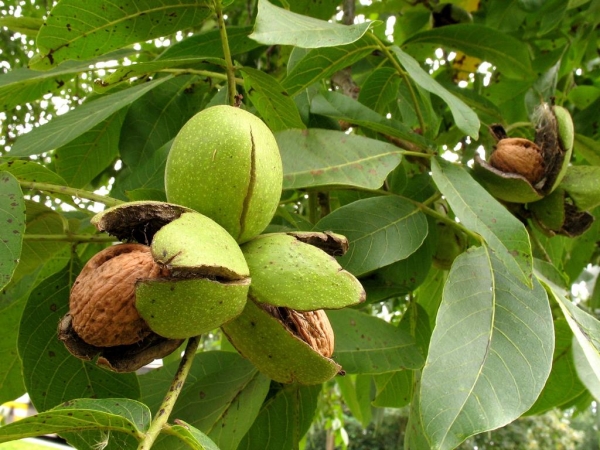  Dove coltivare, come piantare e curare le noci, metodi di allevamento