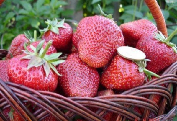  Freshly picked strawberries Elizabeth 2