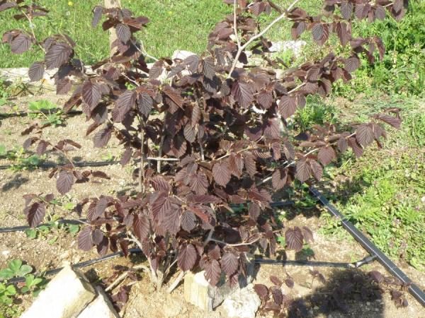  Planted krasnolistnuyu hazel recommended in spring or autumn