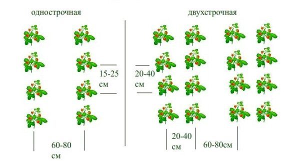  The scheme of one-line and two-line planting of strawberries