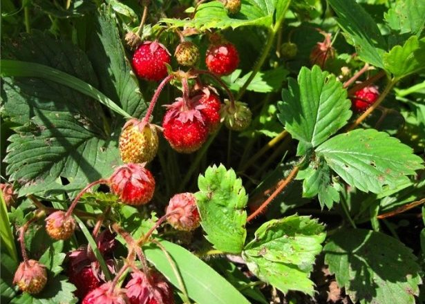  Diseases of strawberries