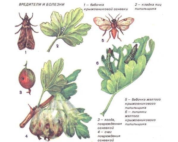  Gooseberry pests are caterpillars, aphid, mite, glass-case and currant leaves.