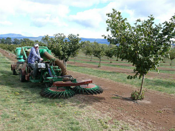  Recoger nueces con equipo especial.