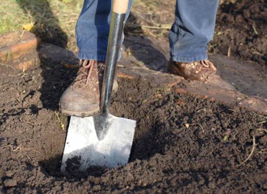  For planting currants need to prepare a hole size 50 * 50 * 50 cm