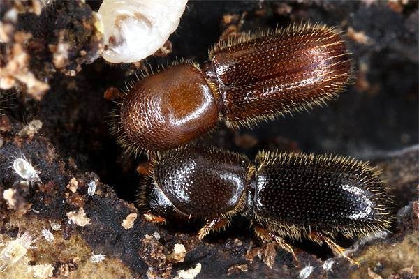  Western Beetle de țânțar țigan