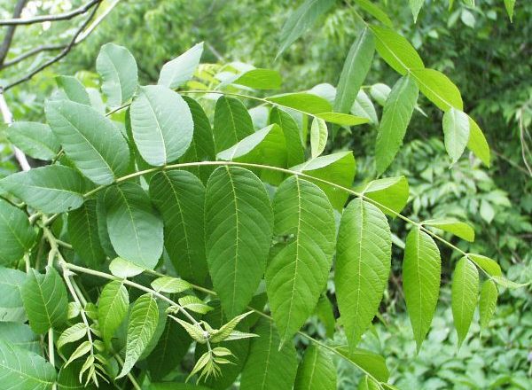  Hojas de nogal verde