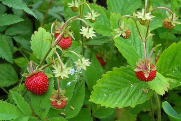  Folhas de morango: propriedades medicinais e uso, contra-indicações, receitas da medicina tradicional