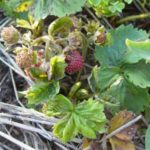  Signs of infection with strawberry mite