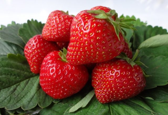  Strawberry queen