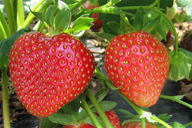  Kimberley Strawberries