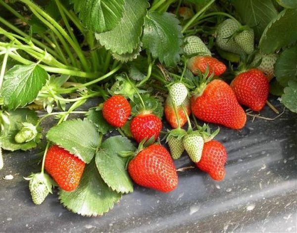  Bush Kimberley strawberries with ripe and green berries