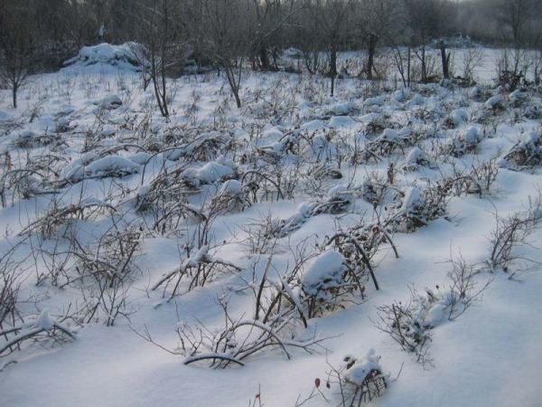  Blueberries are resistant to severe frosts, but preparation for the winter is necessary.