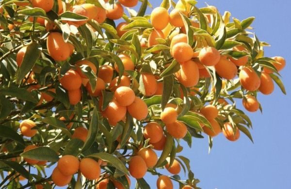  L'abuso di frutta può innescare l'obesità.