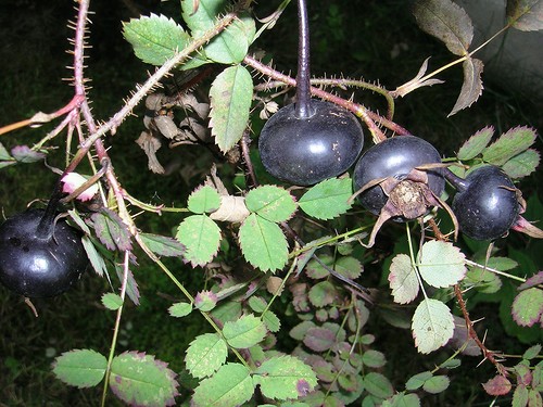  Black Rosehip Berry