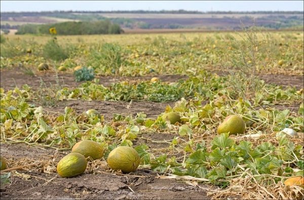  Melone - pianta che ama il calore, richiede un'abbondanza di luce
