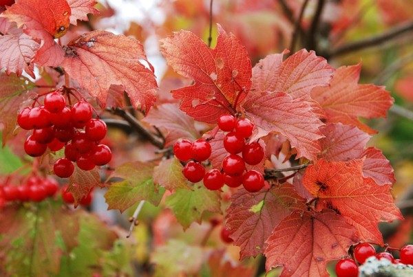  Grappoli di viburno rosso in autunno