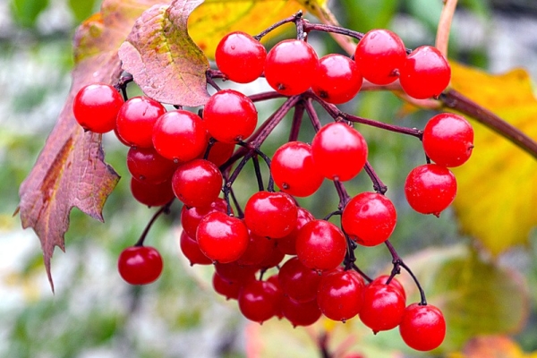  Viburnum berries contain vitamin C, trace elements and acids, a substance viburnin