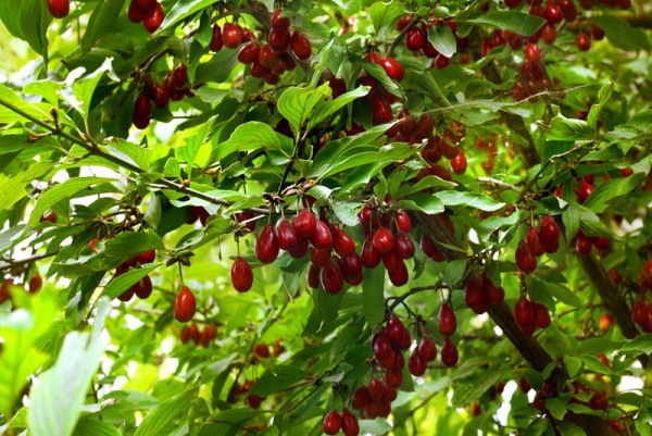  Cespuglio di corniolo con frutti