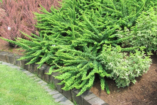  Green leafy varieties of barberry Turberg: Kobold, Maria, Erect, Kornik, Green Carpet