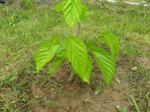  Mulberry ama las áreas a prueba de viento y bien iluminadas