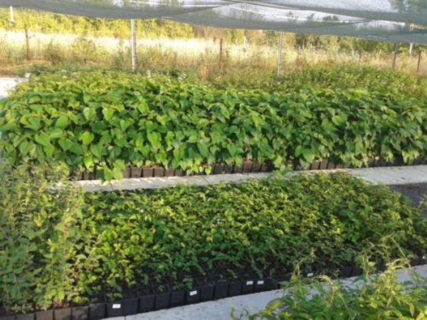  Las semillas se siembran en abril en suelo fértil a una profundidad de 1 centímetro, las plantas necesitan un riego regular