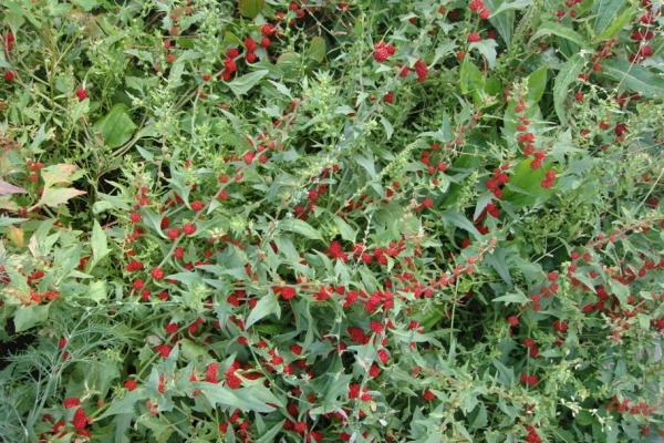  Strawberry Spinach is a beautiful and healthy plant, unpretentious, used for decorative purposes.