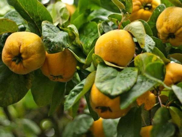  Quince contains a high concentration of beneficial vitamins, such as: provitamin of group A, vitamins of group B1, B2, B3, B6, C, E, PP, and a number of other trace elements and macroelements