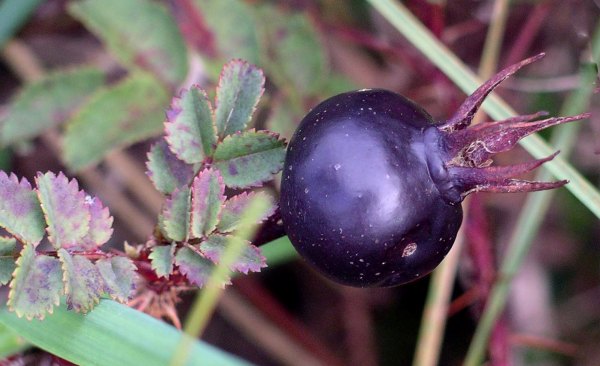  black dog rose