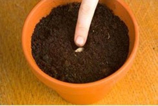  Depth of seeding mandarin seeds 1-2 cm
