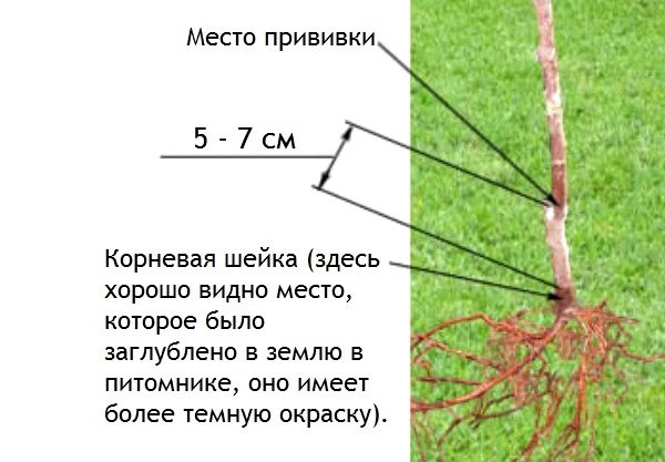  Determine the depth of planting seedlings