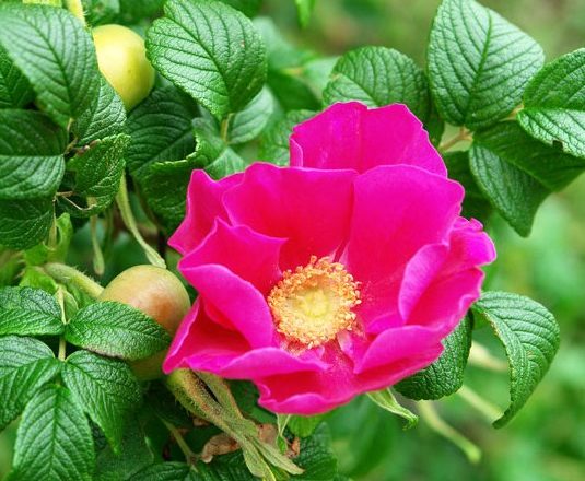  why a rose turns into a dog rose what to do