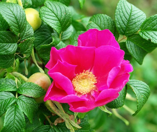  why a rose turns into a dog rose what to do