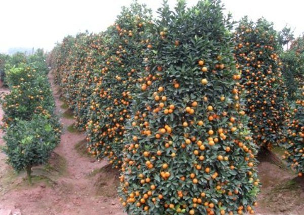  Albero di kumquat con frutti