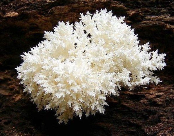  Blackberry coral - conditionally edible mushroom, which requires special preparation