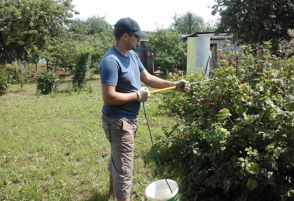  For the prevention of diseases and pests, you can spray currants with 1% Bordeaux mixture
