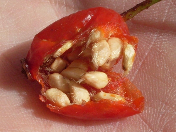 Rosehip can be grown from seed, differs from other methods in that it takes a long time