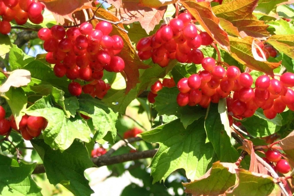  When it matures and in which month you can pick viburnum