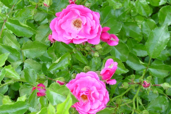  Planting wild rose, caring for the plant, methods of reproduction