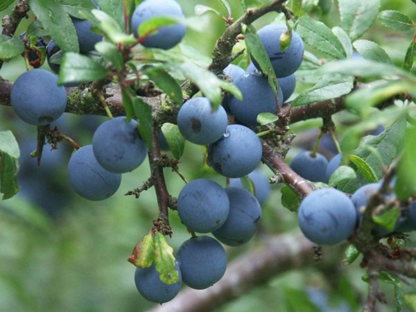  Thorn or prickly plum