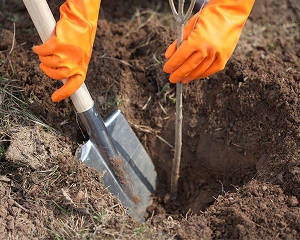  Planting seedlings of fruit trees in the spring
