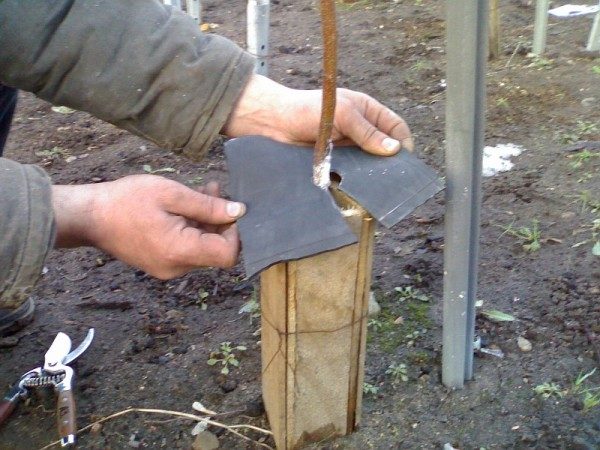  Protecția materialului săditor de caise din îngheț