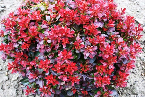  Red list: Atropurpurea, Bagatel, Atropurpurea Nana, Red Chief, Red Carpet, Rose Glow, Admiration