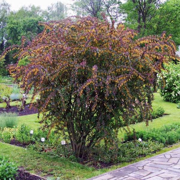  Barberry Thunberg