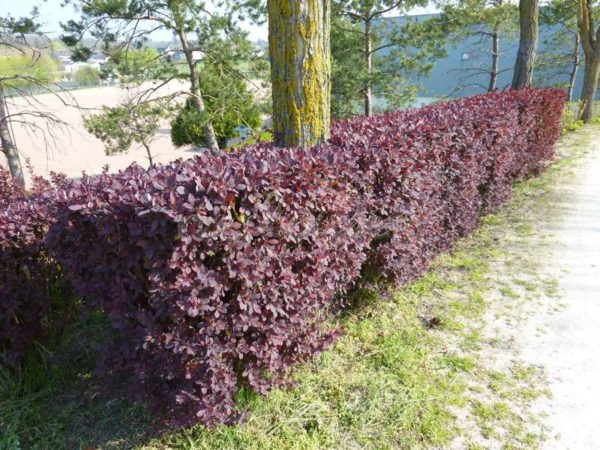  Barberry Ottawa is used as a hedge