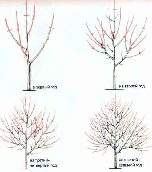  Schema di potatura all'albicocca per anno