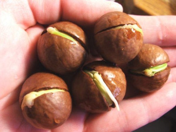  Brote castaño de indias