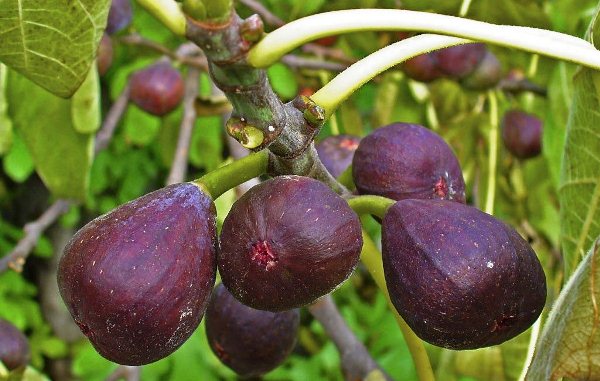  Frutti di fico